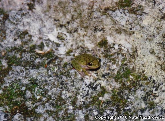 Squirrel Treefrog (Hyla squirella)