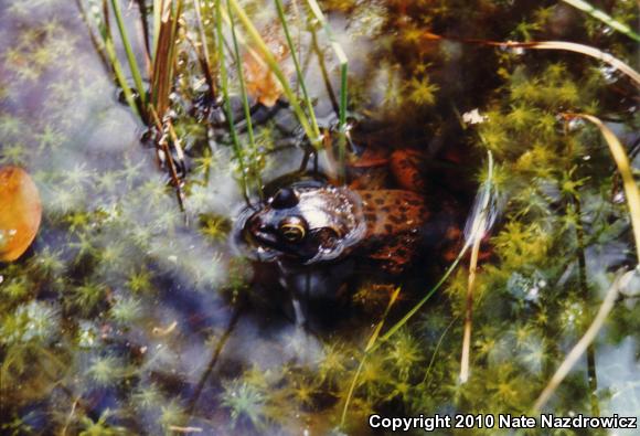 River Frog (Lithobates heckscheri)