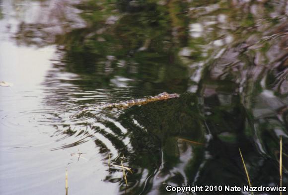 American Alligator (Alligator mississippiensis)