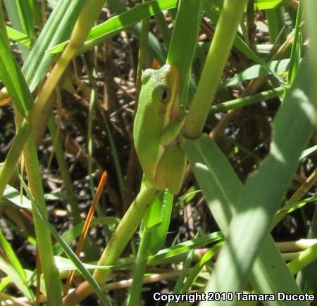 Green Treefrog (Hyla cinerea)