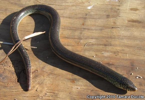 Eastern Glass Lizard (Ophisaurus ventralis)