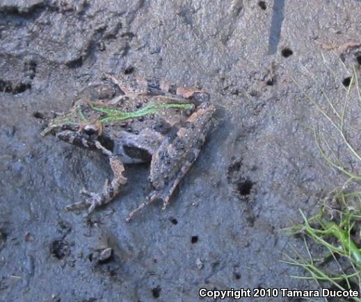 Southern Cricket Frog (Acris gryllus)