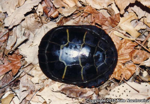 Eastern Painted Turtle (Chrysemys picta picta)