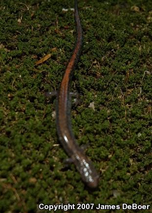 Eastern Red-backed Salamander (Plethodon cinereus)