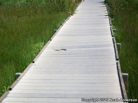 Two-striped Gartersnake (Thamnophis hammondii)