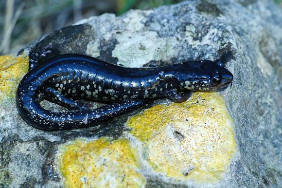 Western Slimy Salamander (Plethodon albagula)