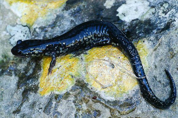 Western Slimy Salamander (Plethodon albagula)