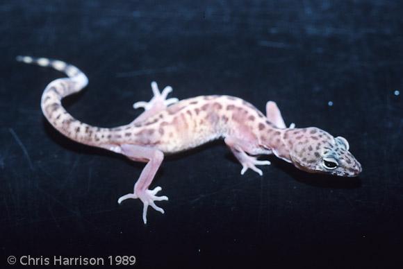 Desert Banded Gecko (Coleonyx variegatus variegatus)