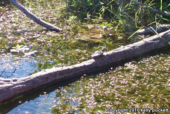 Eastern Painted Turtle (Chrysemys picta picta)