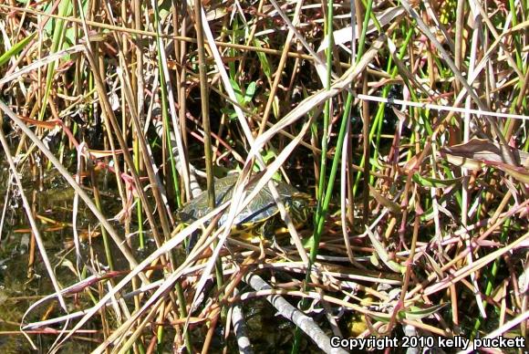 Yellow-bellied Slider (Trachemys scripta scripta)