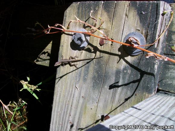 Northern Green Anole (Anolis carolinensis carolinensis)