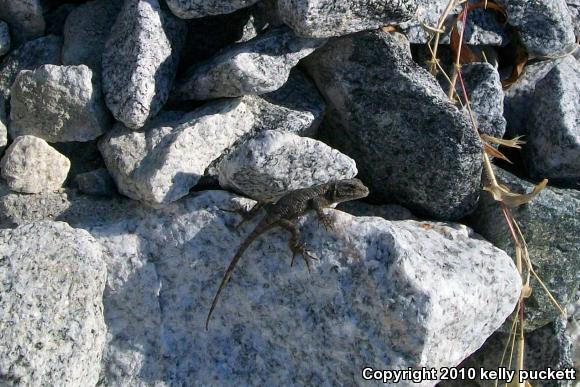 Eastern Fence Lizard (Sceloporus undulatus)