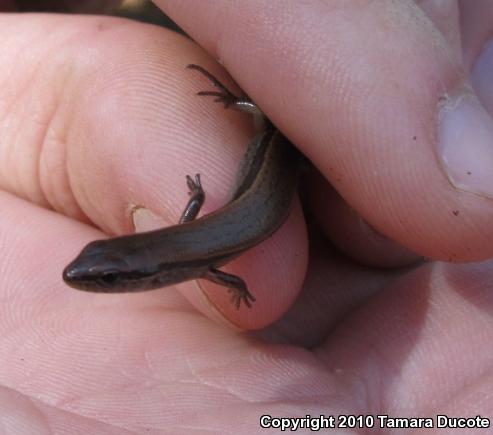 Little Brown Skink (Scincella lateralis)