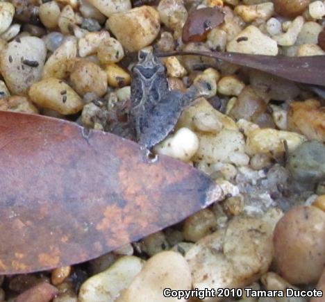 Southern Cricket Frog (Acris gryllus)