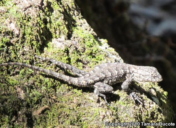 Eastern Fence Lizard (Sceloporus undulatus)