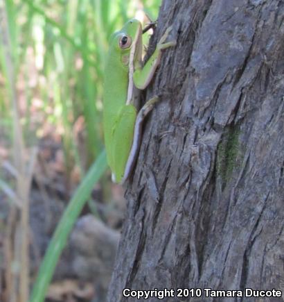 Green Treefrog (Hyla cinerea)