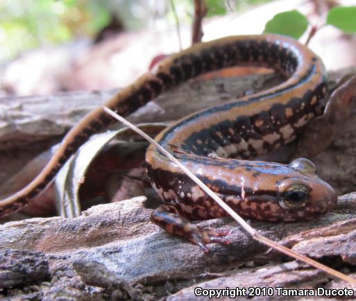 Three-lined Salamander (Eurycea guttolineata)