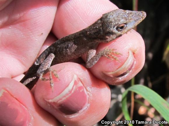 Green Anole (Anolis carolinensis)