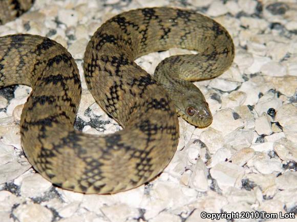 Diamond-backed Watersnake (Nerodia rhombifer rhombifer)