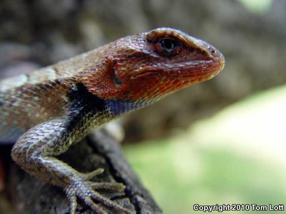 Prairie Lizard (Sceloporus consobrinus)