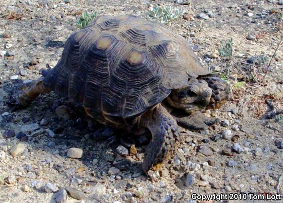 Texas Tortoise (Gopherus berlandieri)