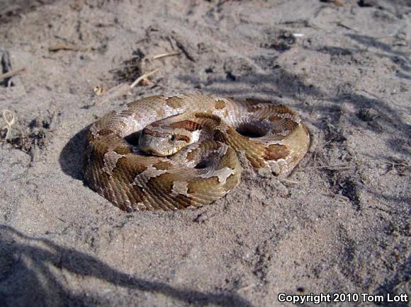 Eastern Hog-nosed Snake (Heterodon platirhinos)