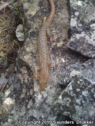 Texas Alligator Lizard (Gerrhonotus infernalis infernalis)