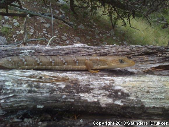 Texas Alligator Lizard (Gerrhonotus infernalis infernalis)