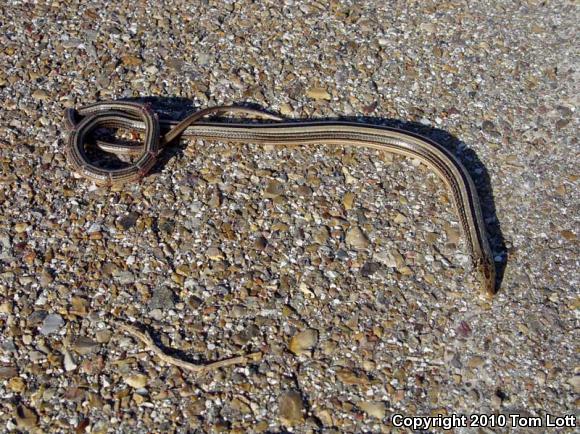 Western Slender Glass Lizard (Ophisaurus attenuatus attenuatus)