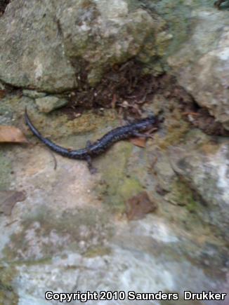 Western Slimy Salamander (Plethodon albagula)