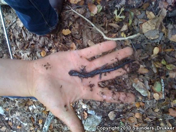 Western Slimy Salamander (Plethodon albagula)