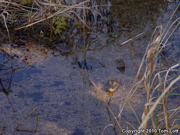 American Alligator (Alligator mississippiensis)