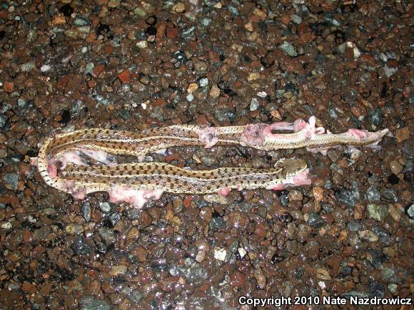 Eastern Gartersnake (Thamnophis sirtalis sirtalis)