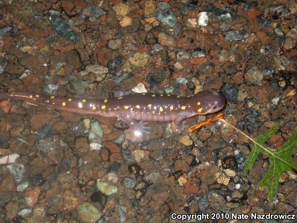 Spotted Salamander (Ambystoma maculatum)