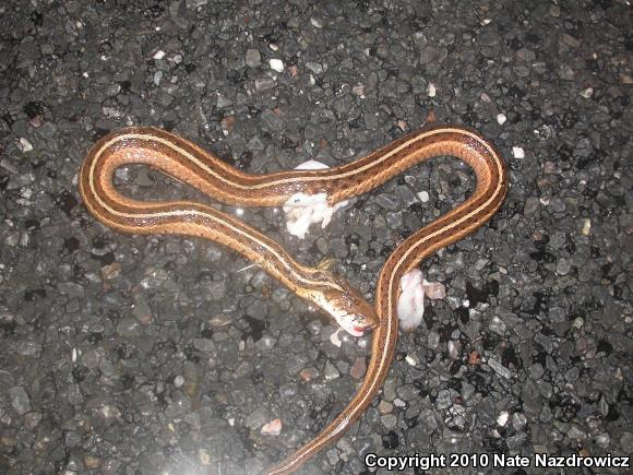 Eastern Gartersnake (Thamnophis sirtalis sirtalis)