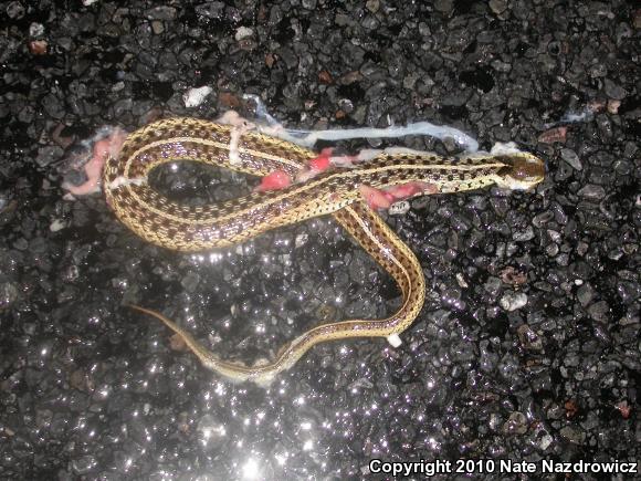 Eastern Gartersnake (Thamnophis sirtalis sirtalis)