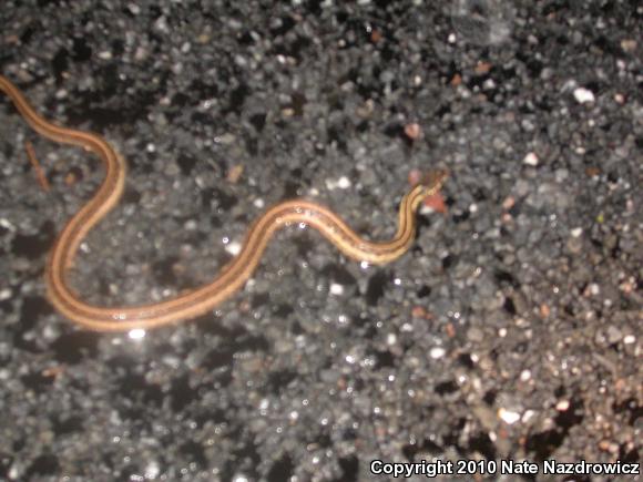 Eastern Gartersnake (Thamnophis sirtalis sirtalis)