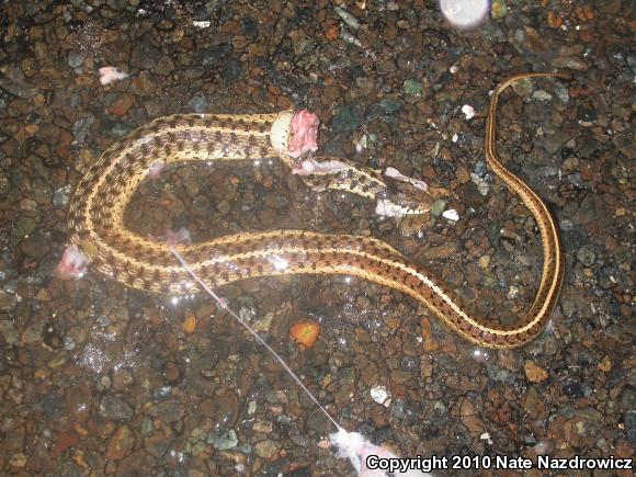 Eastern Gartersnake (Thamnophis sirtalis sirtalis)