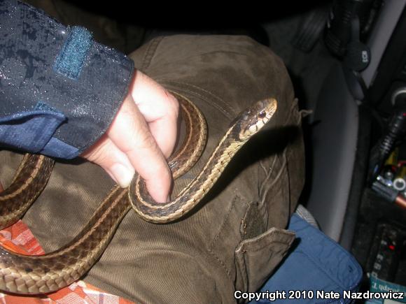 Eastern Gartersnake (Thamnophis sirtalis sirtalis)