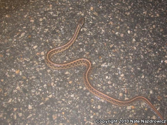 Eastern Gartersnake (Thamnophis sirtalis sirtalis)