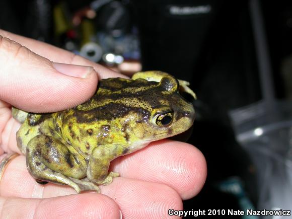 Eastern Spadefoot (Scaphiopus holbrookii)