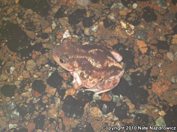 Eastern Spadefoot (Scaphiopus holbrookii)