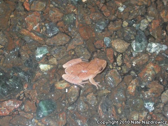 Spring Peeper (Pseudacris crucifer)