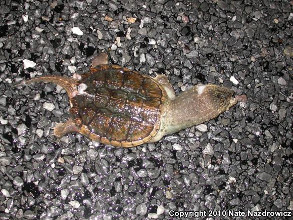 Eastern Snapping Turtle (Chelydra serpentina serpentina)