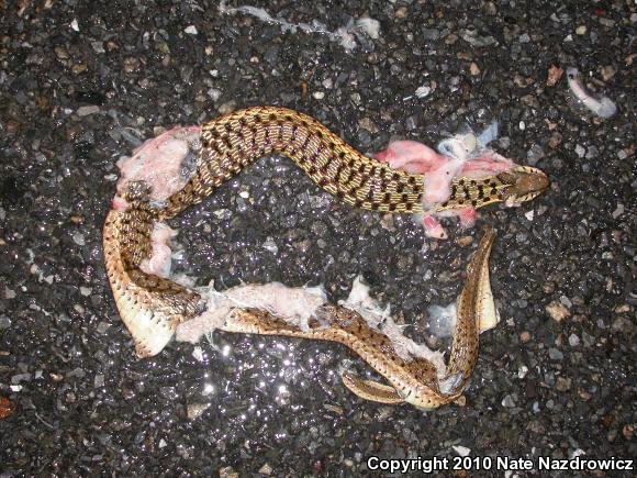 Eastern Gartersnake (Thamnophis sirtalis sirtalis)