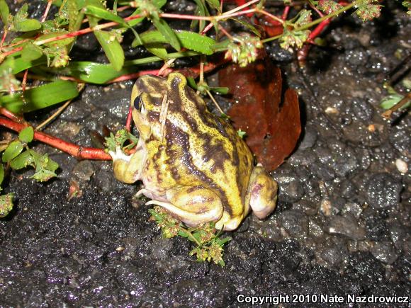 Eastern Spadefoot (Scaphiopus holbrookii)