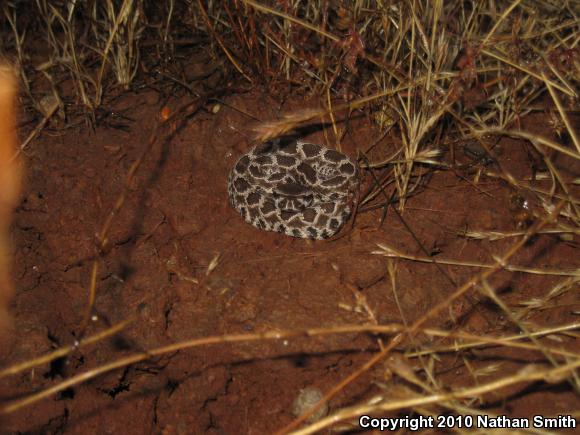 Southern Pacific Rattlesnake (Crotalus oreganus helleri)