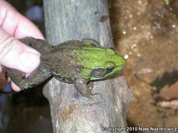 Northern Green Frog (Lithobates clamitans melanota)