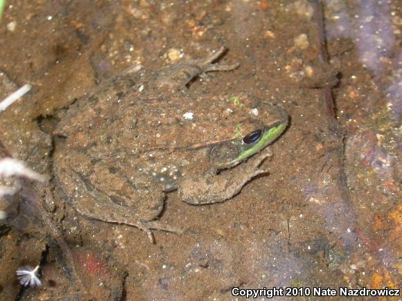 Northern Green Frog (Lithobates clamitans melanota)