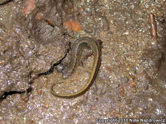 Northern Two-lined Salamander (Eurycea bislineata)